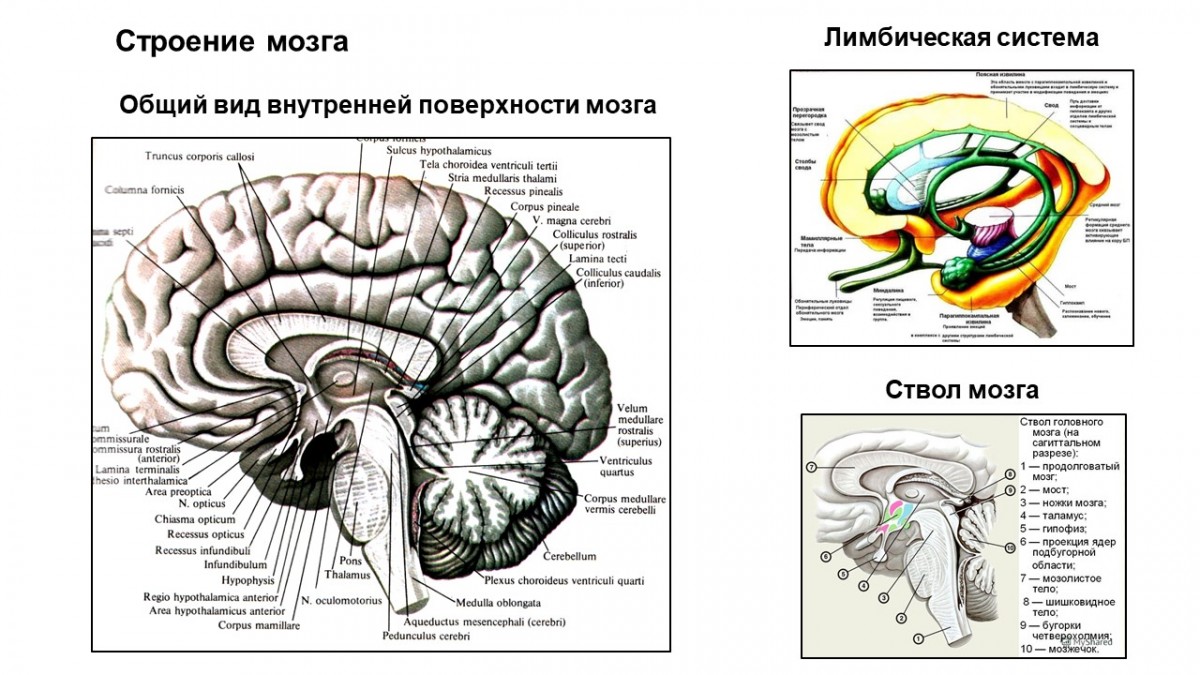 Тест мозга 4. Биология мозга и естественного интеллекта. Мозг рисунок биология 8 класс. Лимбическая система мозга 3д. Лимбическая система мозг мыши.