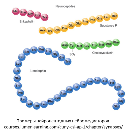          - PsyAndNeuroru